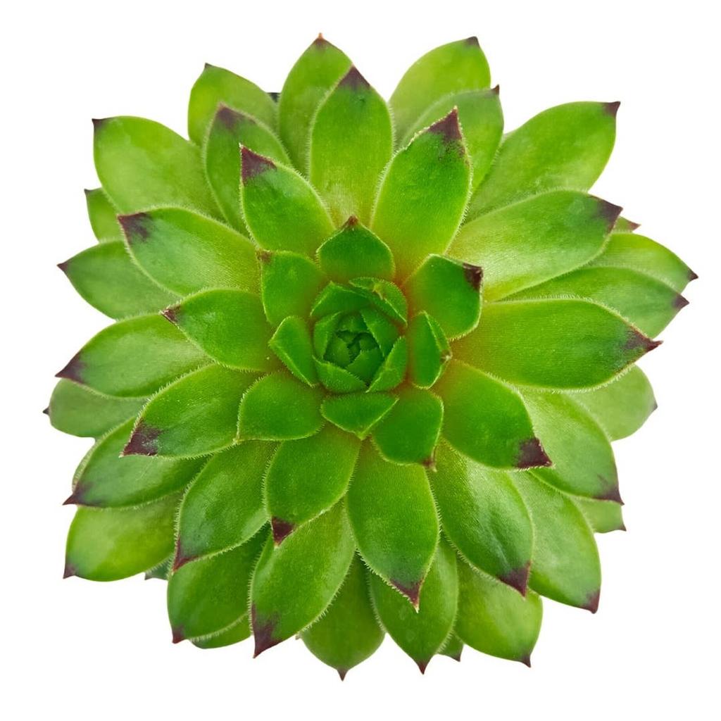 SuperSemps® Emerald | Hardy Hens & Chicks Succulent | Petal Pushers Nursery
