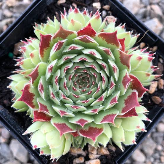 Tectorum Sempervivum Hens & Chicks Succulent - 4" pot