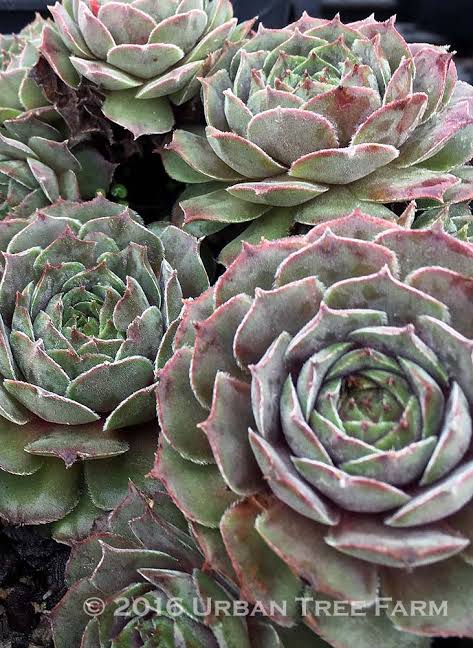 Thunder Sempervivum Hens & Chicks Succulent - 4" pot