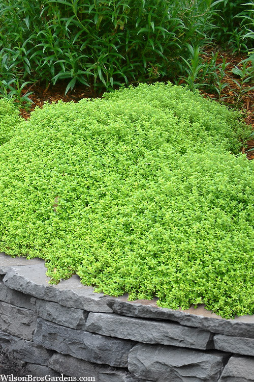 Golden Lime Ornamental Thyme Plant - 4 inch pot