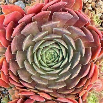 El Toro Succulent -  Hens and Chicks Sempervivum Plant  - 4 inch pot