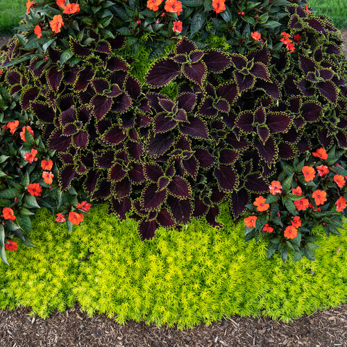 Lemon Coral® Stonecrop Sedum Succulent Plant -1 Quart Pot