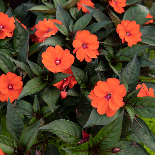 Compact Tropical Rose Plant from SunPatiens® Collection by Proven Winners™ - 1 quart pot