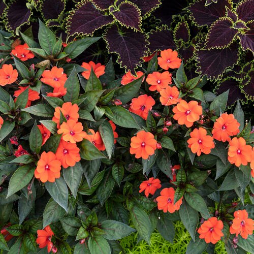 Compact Tropical Rose Plant from SunPatiens® Collection by Proven Winners™ - 1 quart pot