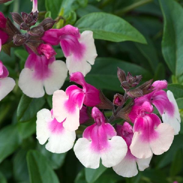 Bicolor Rose Autumn Sage - Salvia Greggii Plant by Mirage™­ - 1 qt pot