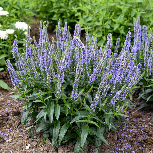 Ever After Veronica Plant from Magic Show® Series by Proven Winners™ - 1.5 gallon pot