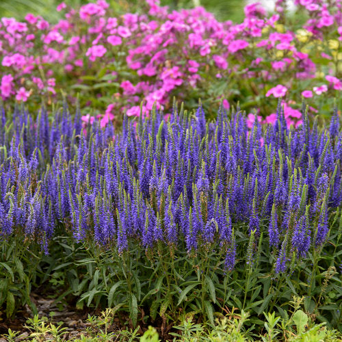 Wizard of Ahhs Veronica - Spike Speedwell Hybrid Plant from Magic Show® Series by Proven Winners™ - 1.5 gallon pot