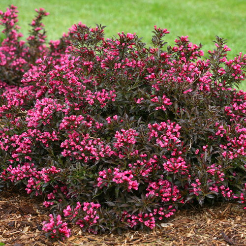 Spilled Wine Weigela Florida Plant by Proven Winners™ - 1 gallon pot