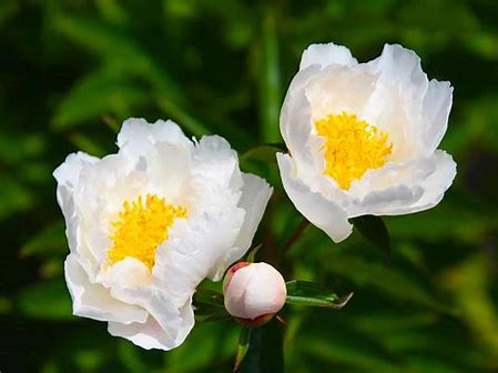 Krinkled White Peony Plant - 1.5 gallon pot