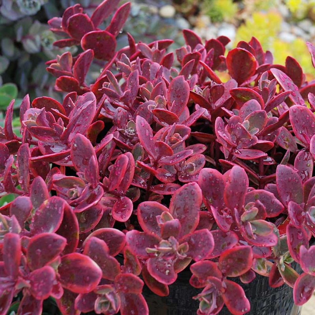 Sedum SunSparkler 'Wildfire' Stonecrop, 4" Pot Live Plant