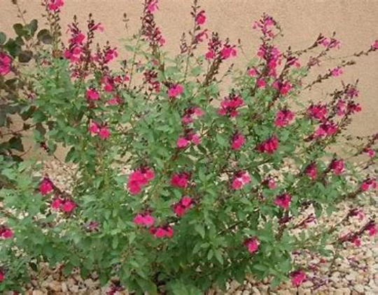 Wild Thing Sage - Salvia Greggii Plant - 1 qt pot