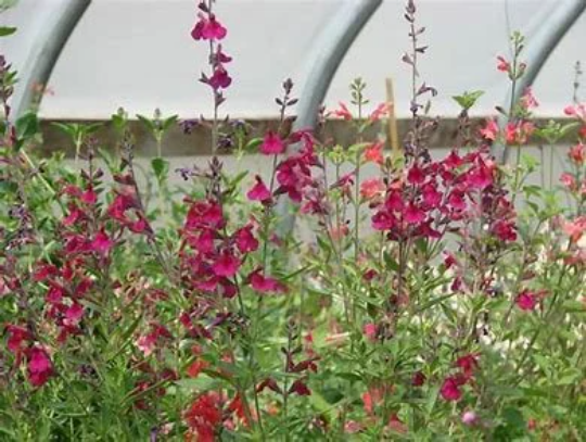 Wild Thing Sage - Salvia Greggii Plant - 1 qt pot