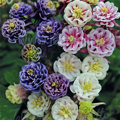 Winky Double Mix Columbine - Bicolor Aquilegia Plants - 1 gallon pot