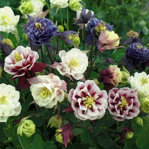 Winky Double Mix Columbine - Bicolor Aquilegia Plants - 1 gallon pot