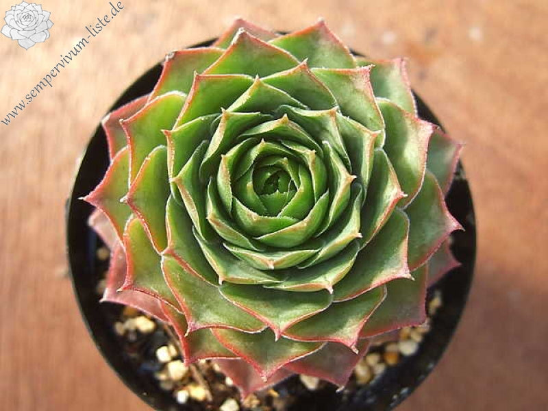 Watermelon Rind Sempervivum Succulent - 4" pot