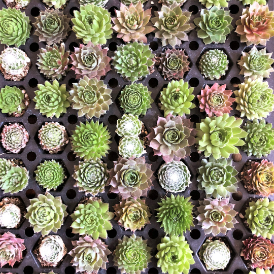These baby succulents measure approximately one inch across but they'll grow to varying sizes. We have so many varieties of these but right now they're perfect for party favors, fairy gardens, living wreaths, are more. 