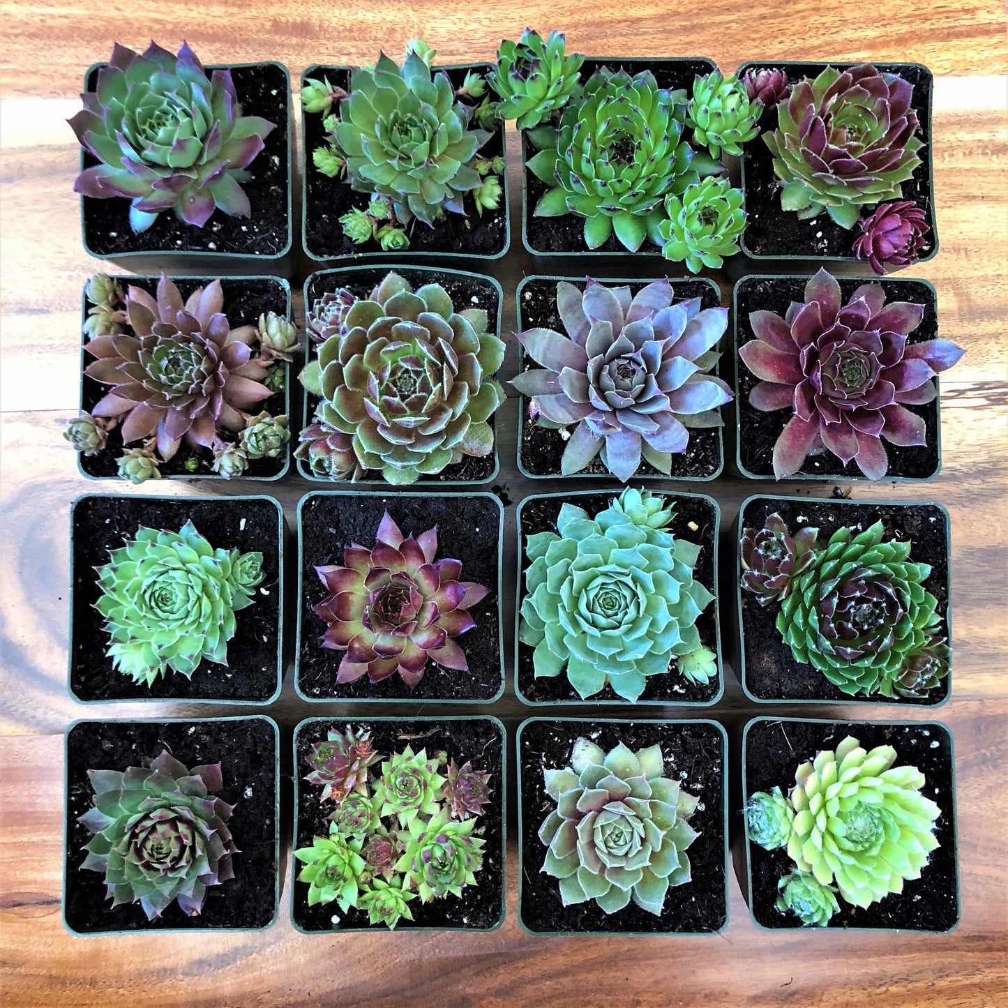 This picture shows only sixteen of dozens and dozens of types of succulents that exist. Look at the many different shapes and colors. 