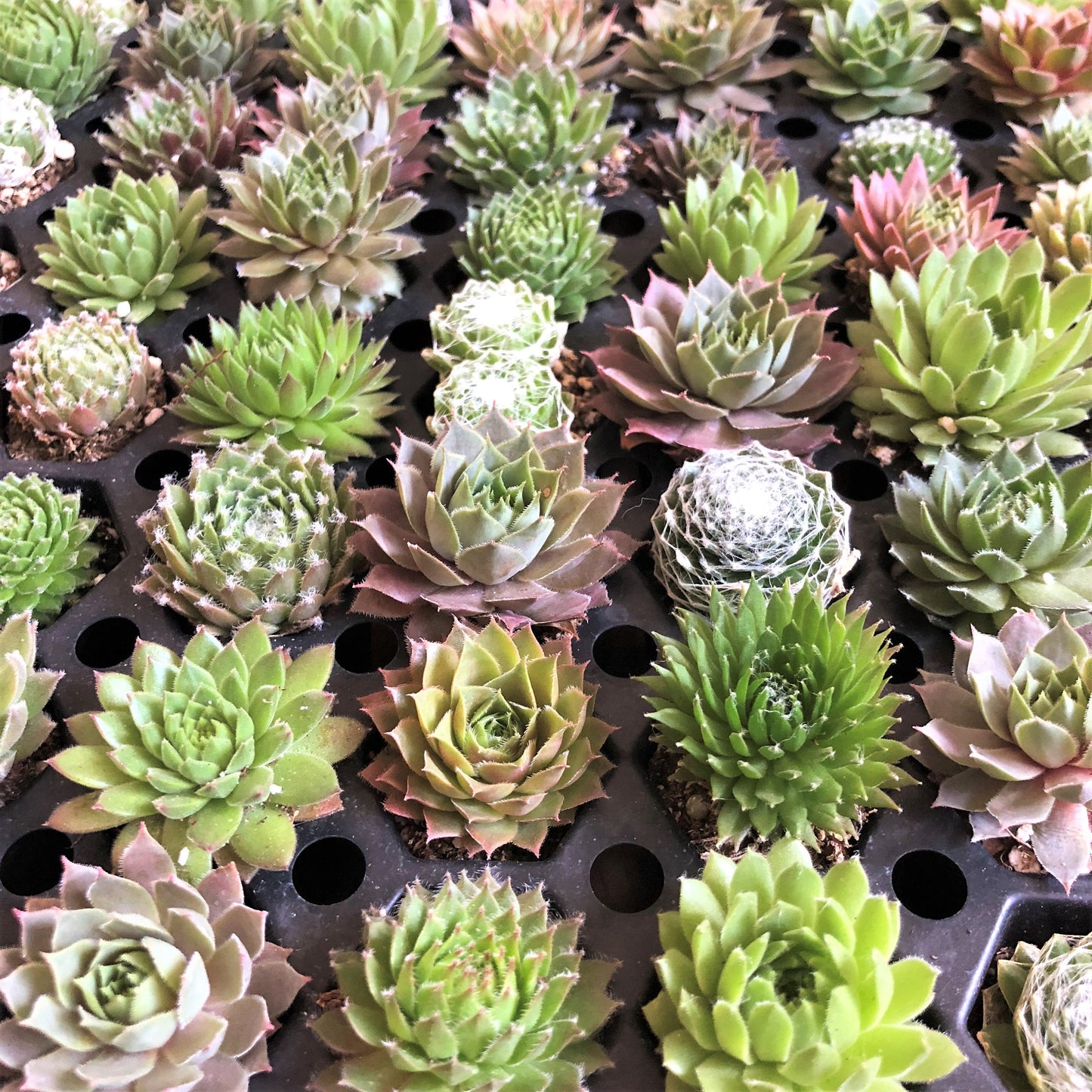 These young succulents are sold grower's choice because as shown in this picture they come in a large variety. 