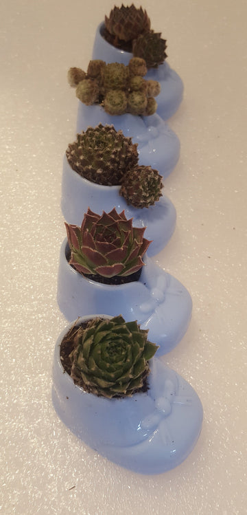 Cute little blue baby booties for your gender reveal party or baby shower. It's a boy! These little plastic baby shoes each are filled with a little soil and a baby succulent. A perfect party favor for your guests to take home after the party.