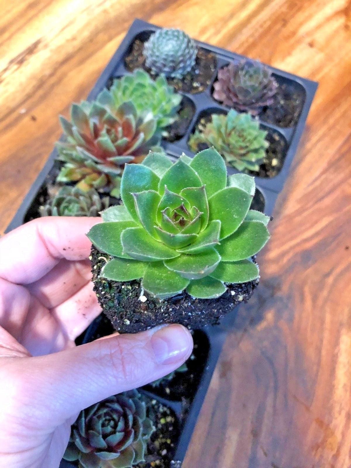 Succulents are known for their color variations. During the winter they become dull as they go dormant but this succulent is a beautiful bright green and has just a little red at the leaf tips.