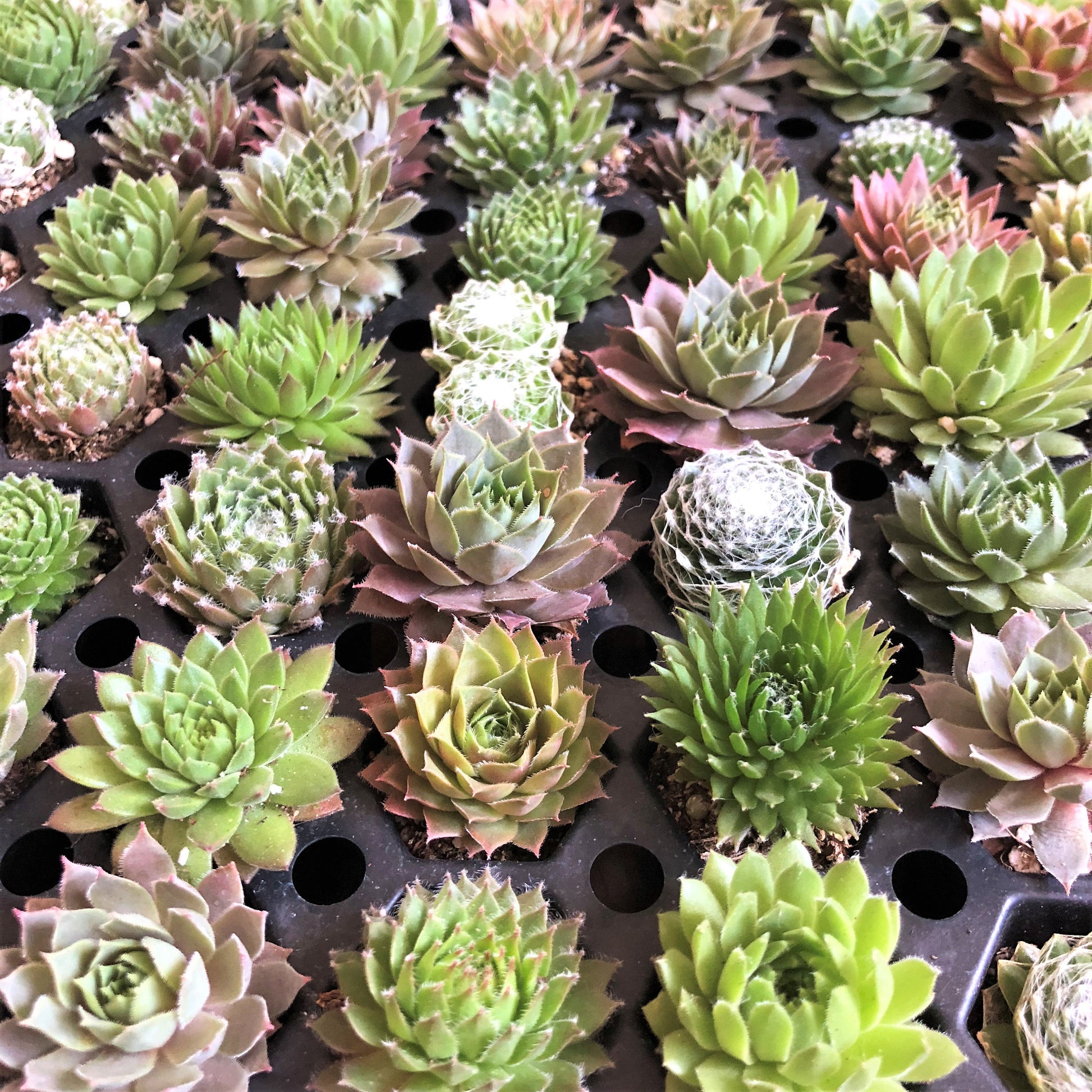 These small succulents come in a large variety of shapes and colors, as seen here.