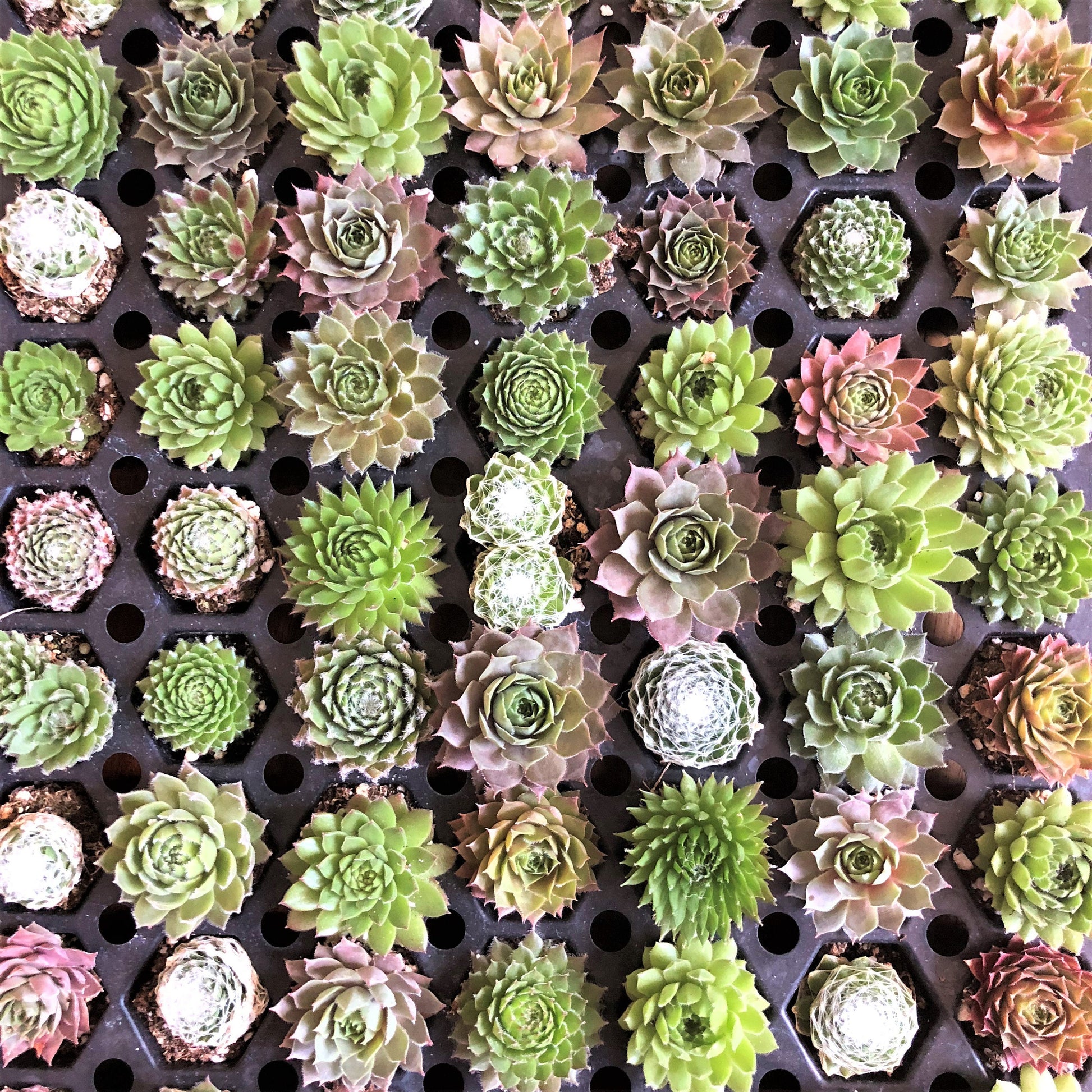 These young baby succulents are growing in a plug tray waiting until they're well rooted so they can be safely planted into larger pots. 