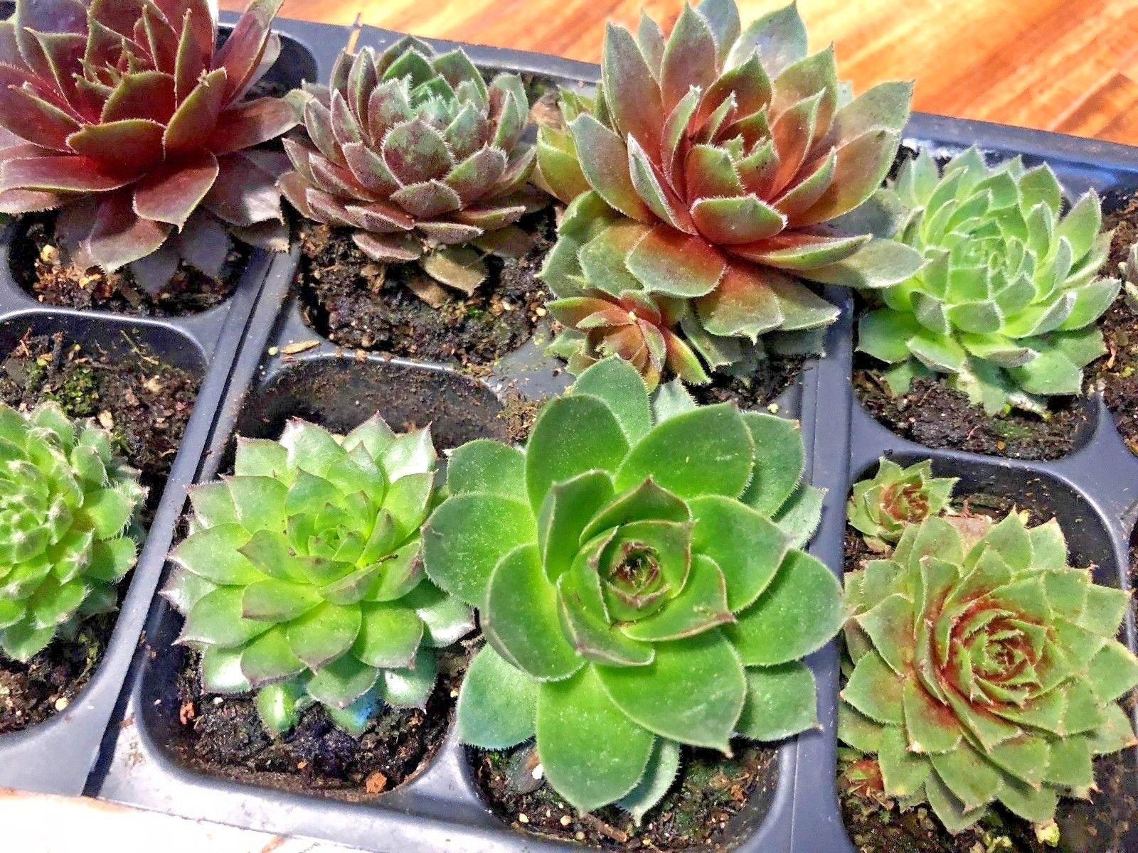 these eight succulents are getting larger and two of them have already created offshoots. The larger plants are known as hens and the offshoots are chicks. The chicks can be taken and propagated elsewhere or you can leave them with the mother plant and allow them to spread.
