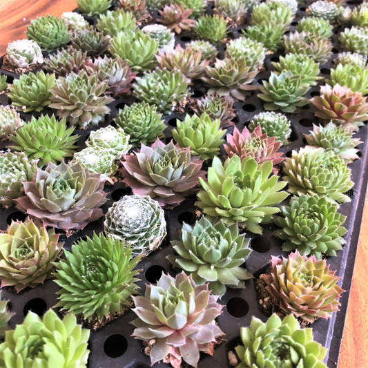 These little succulents are growing and they'll keep getting bigger. Note the varying shades between the different types of Sempervivum succulents.