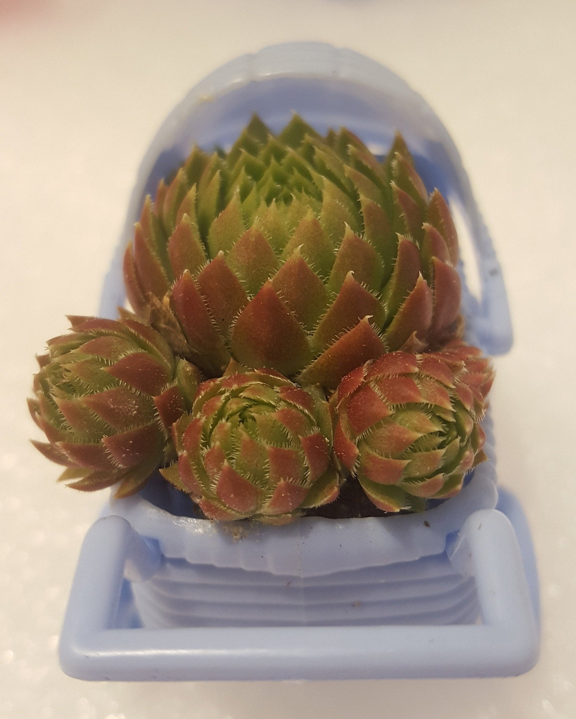 A set of little succulent plugs planted in a plastic blue baby carriage. Small plastic carriages for table decor and party favors for your gender reveal party or baby shower.
