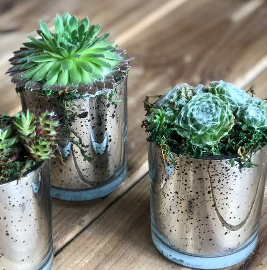 These small planters with living succulents are a wonderful decoration for your upcoming wedding, baby shower, or other celebration. Small mercury glass pots look like tarnished silver and the succulents come in a variety of types. 