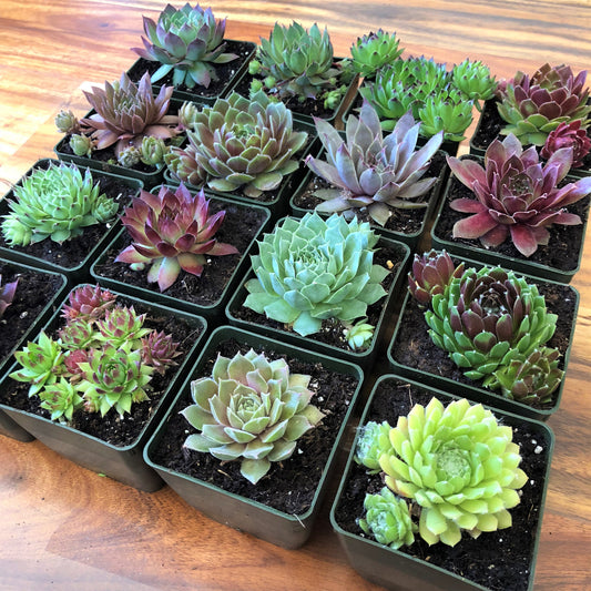 Sixteen different hen and chick plants. Note the different sizes and how many of them already have chicks. Many succulents are used a groundcover and border plants due to this nature to propagating by spreading.