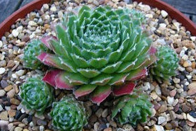 Lively Bug Succulent - Hens and Chicks Sempervivum Plant - 4 inch pot