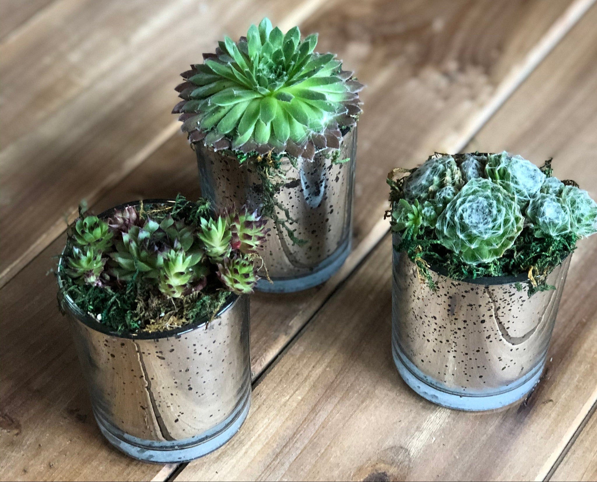 These three silver mercury glass planters are the perfect size for the baby succulents planted within. Use for table decor and let your guests take them home to add to their houseplant collection or garden.