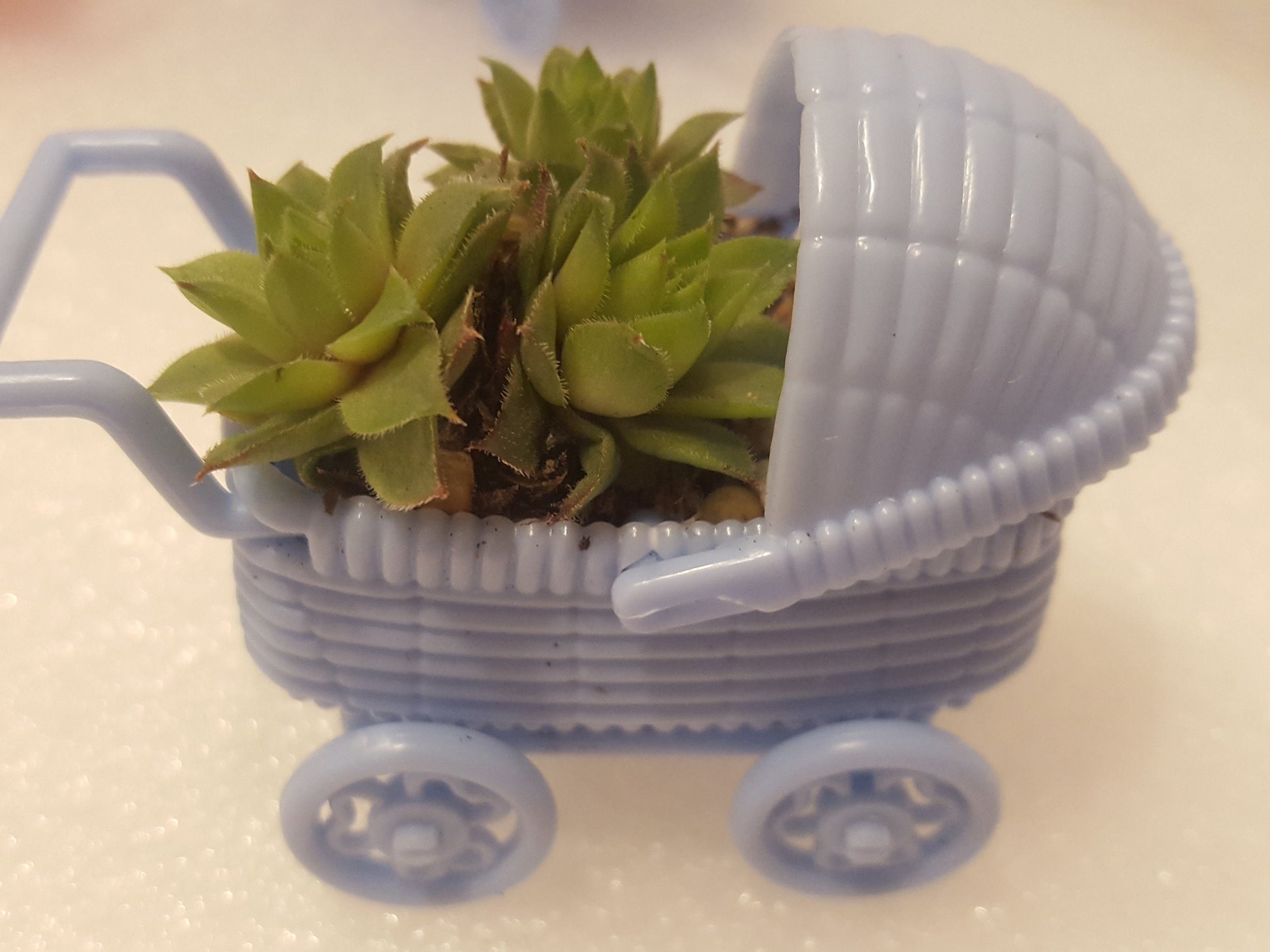 Side view of our baby shower and gender reveal party favors with living Sempervivum succulents.
