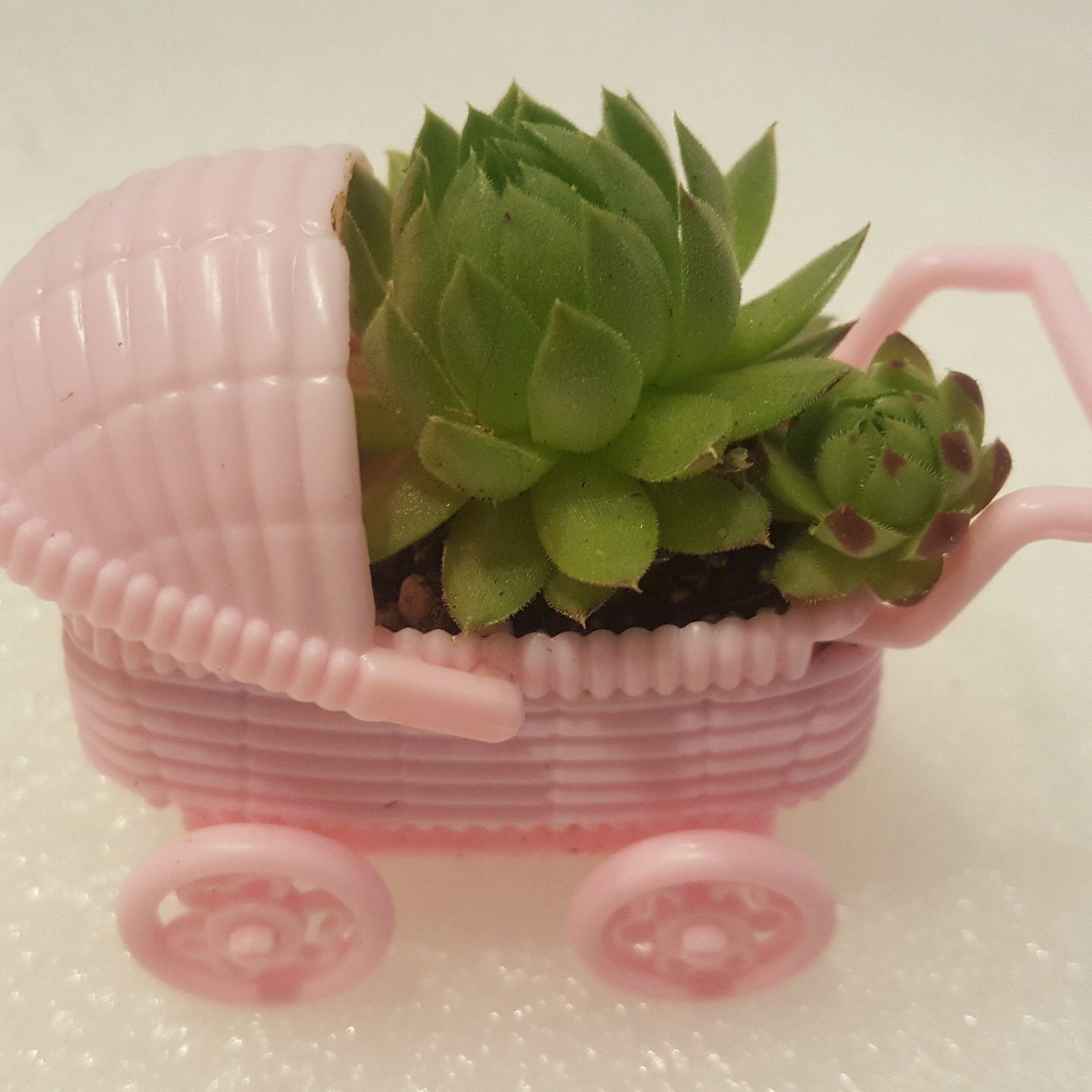 It's a girl! Cute party favors for gender reveal and baby shower parties. Small plastic pink baby carriage holds baby succulent plants that your guests can take home. 