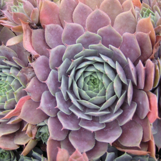 Sempervivum 'Purple Beauty', 4" Pot, Perennial, Succulent, Drought Resistant, Easy Maintenance, Rock Gardens