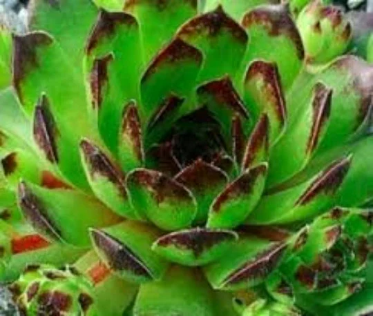 Chick Charms® Appletini™ (aka Reinhardt) Sempervivum Succulent - 4" pot