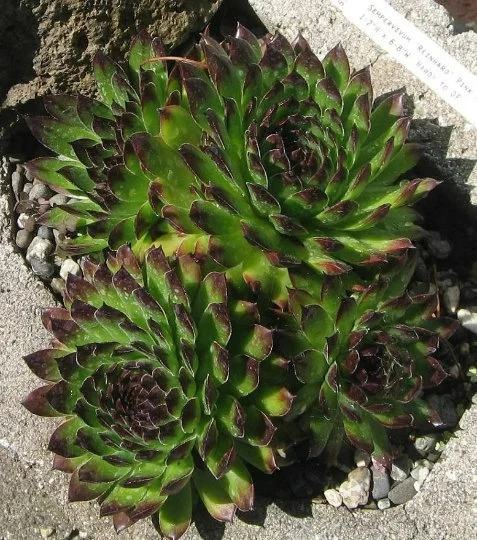 Chick Charms® Appletini™ (aka Reinhardt) Sempervivum Succulent - 4" pot