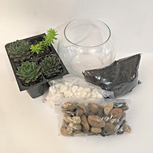 Glass globe with soil, rocks and succulents to build your own or give as a gift.