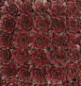 Also known as Pacific Devil's Food Succulent, the Chocolate Kiss is a beautiful red that's so dark it almost looks like a reddish cocoa. 