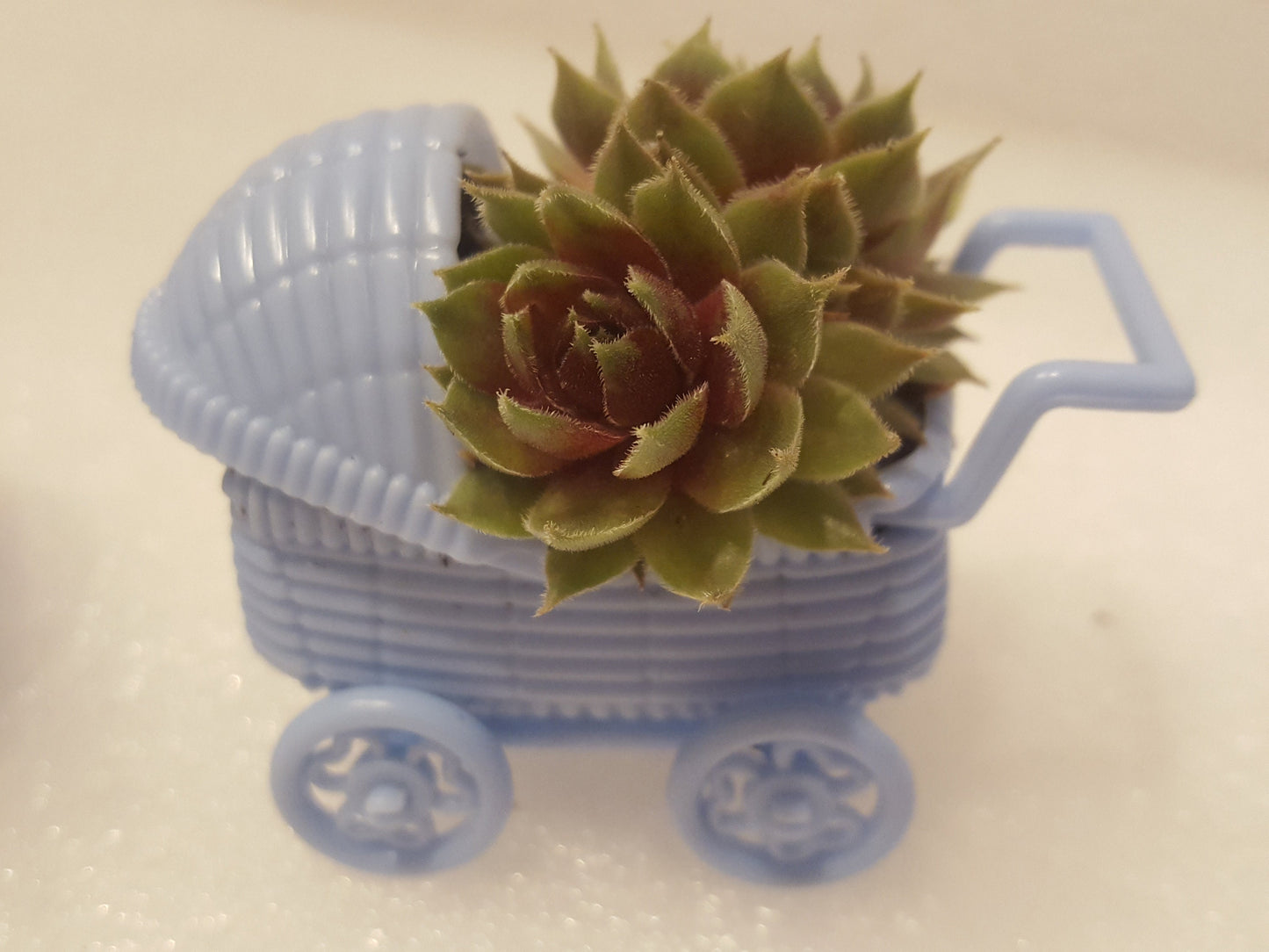 Another side view of our blue baby carriage party favors with living succulent plants.