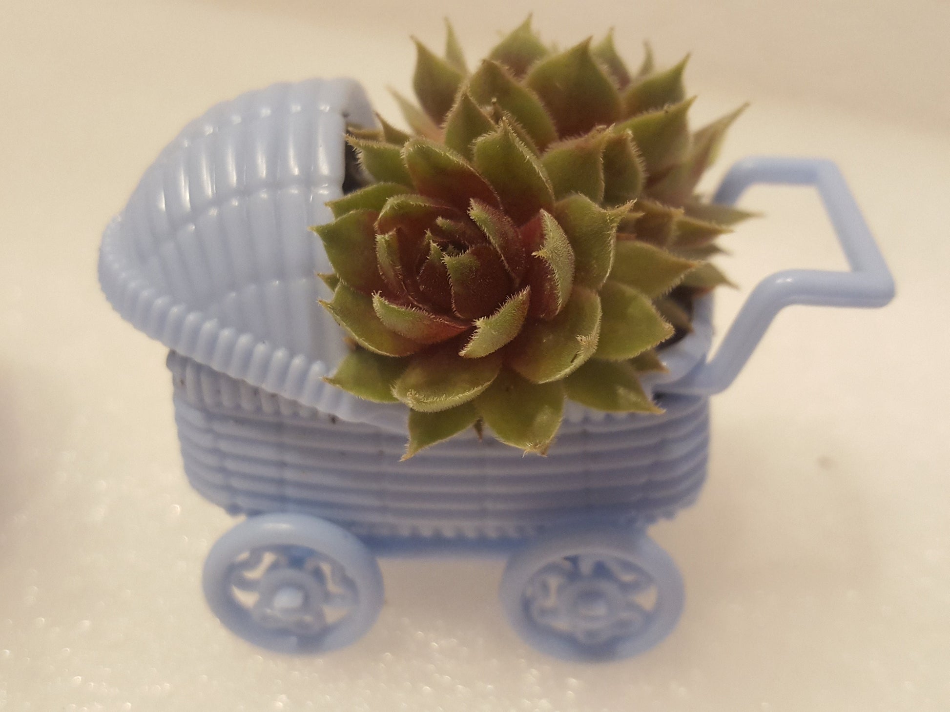 Another side view of our blue baby carriage party favors with living succulent plants.