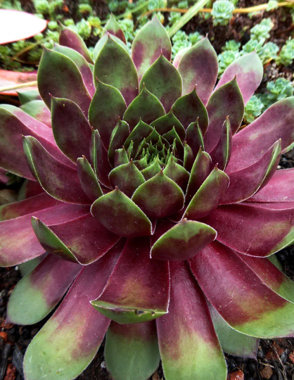 Sempervivum 'Silver King' Hens & Chicks, 4" Pot Live Plant