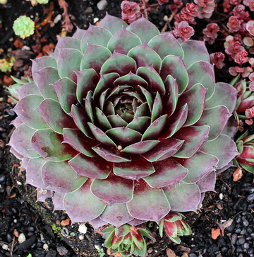 Sempervivum 'Silver King' Hens & Chicks, 4" Pot Live Plant