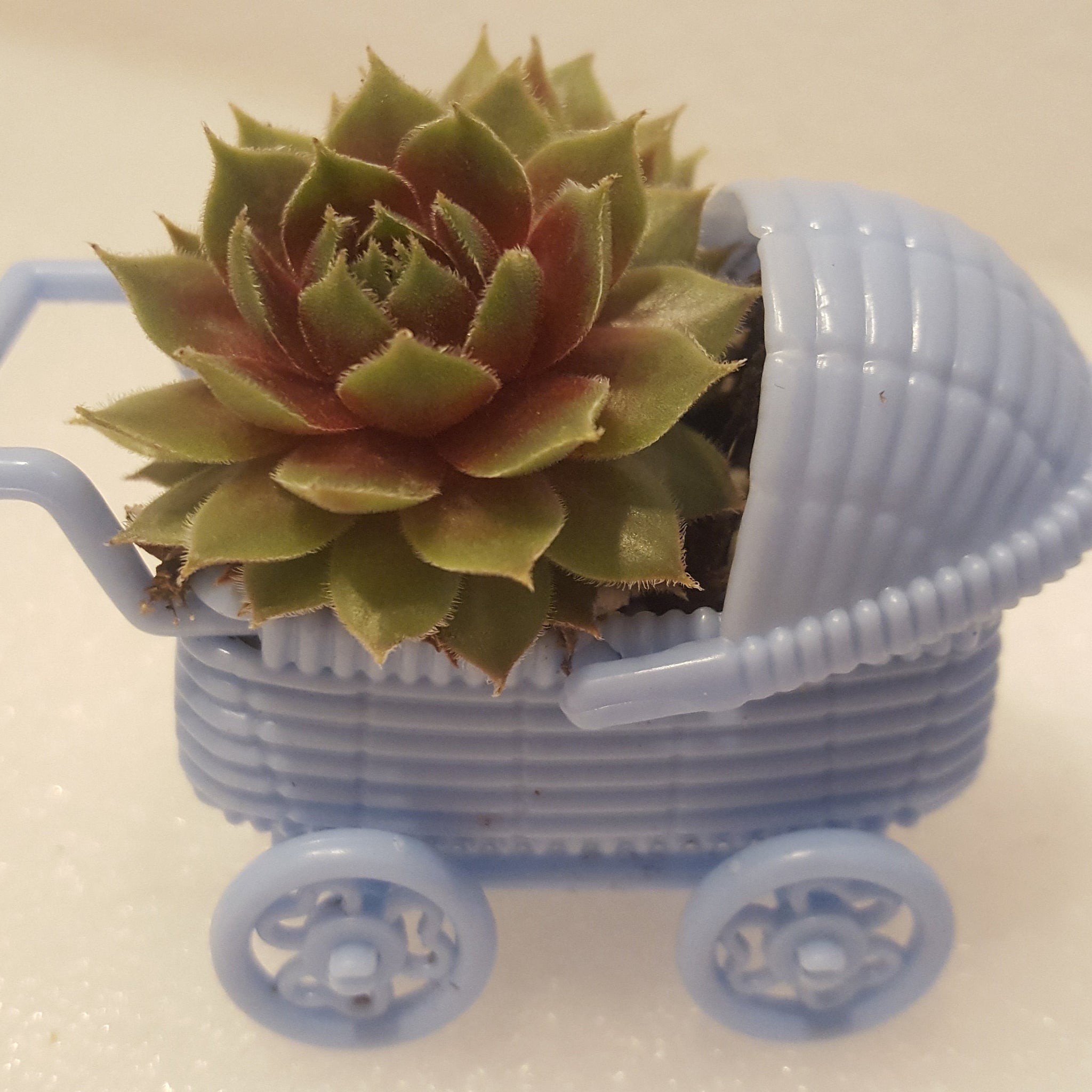 It's a boy! This cute Hen and Chick Succulent Plant pops out of a plastic blue baby carriage. An adorable way to announce your sonogram results and something for your guests to take home. 