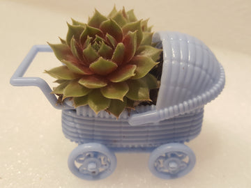 It's a boy! This cute Hen and Chick Succulent Plant pops out of a plastic blue baby carriage. An adorable way to announce your sonogram results and something for your guests to take home. 