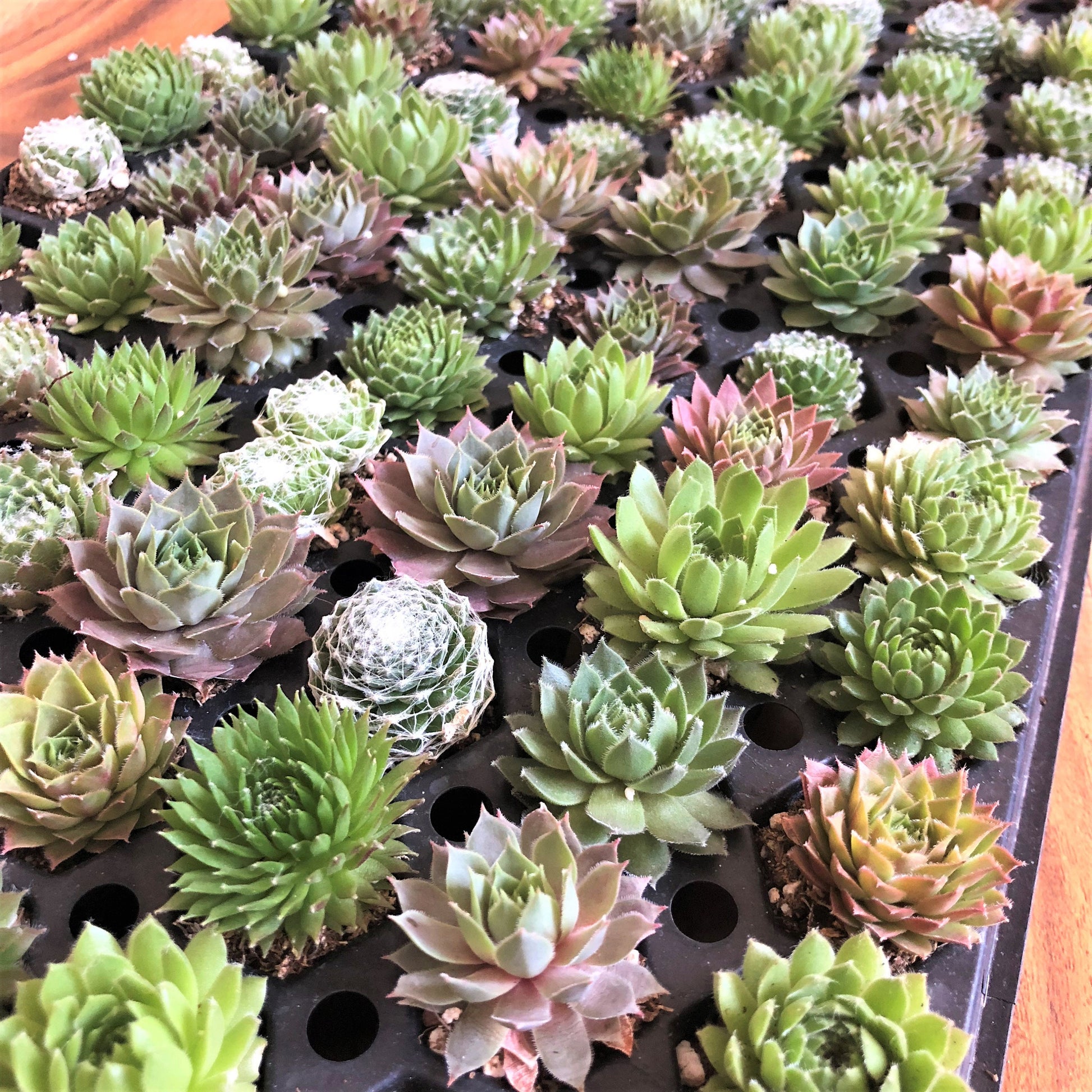 Shown here are the baby succulents planted in what's knows as plug trays which are trays with lots of small inserts to be filled with soil and young offshoots of the larger succulents. 