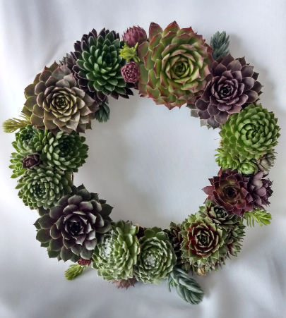 These living wreaths make wonderful gifts year round. Made of varying succulents, they look wonderful hanging on a wall, as a table centerpiece, or placed in a spot of visual interest in the garden. 