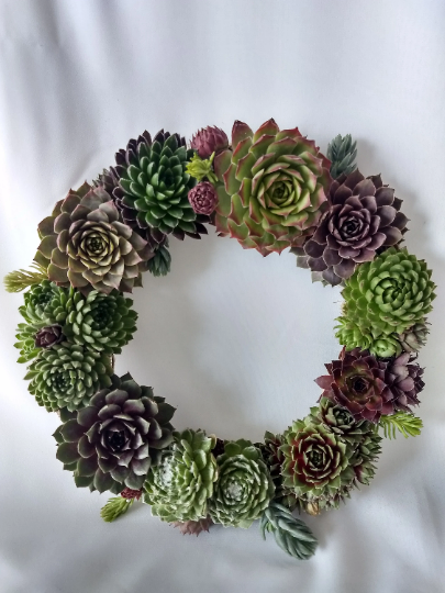 Live 9" Sempervivum Succulent Wreath - Decor