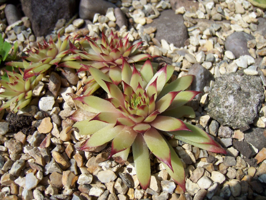 Sempervivum Amanda Perennial Succulent/ 4 Inch Pot/ Red Hardy Succulent